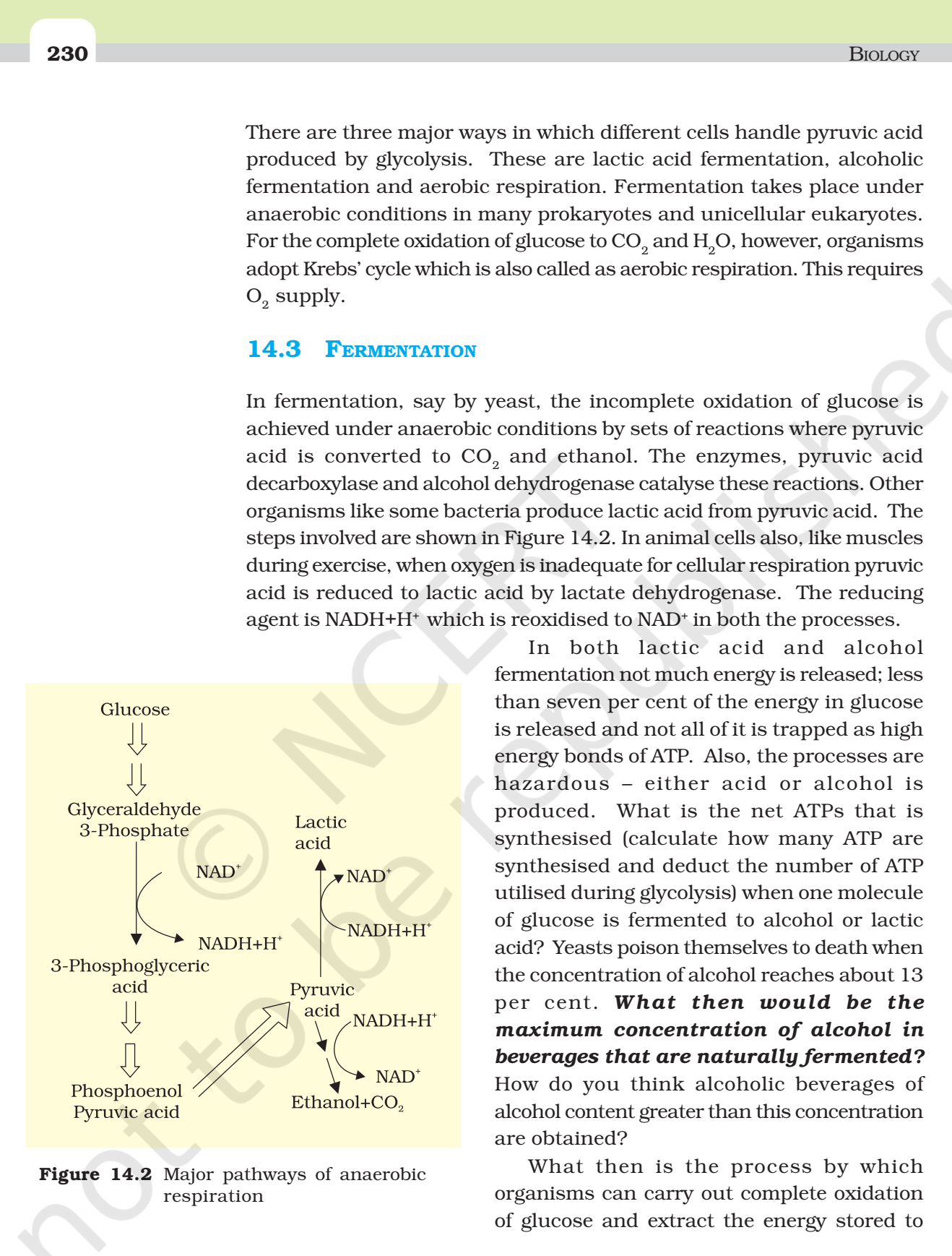 NCERT Book Class 11 (Biology) Chapter 14 Respiration In Plants