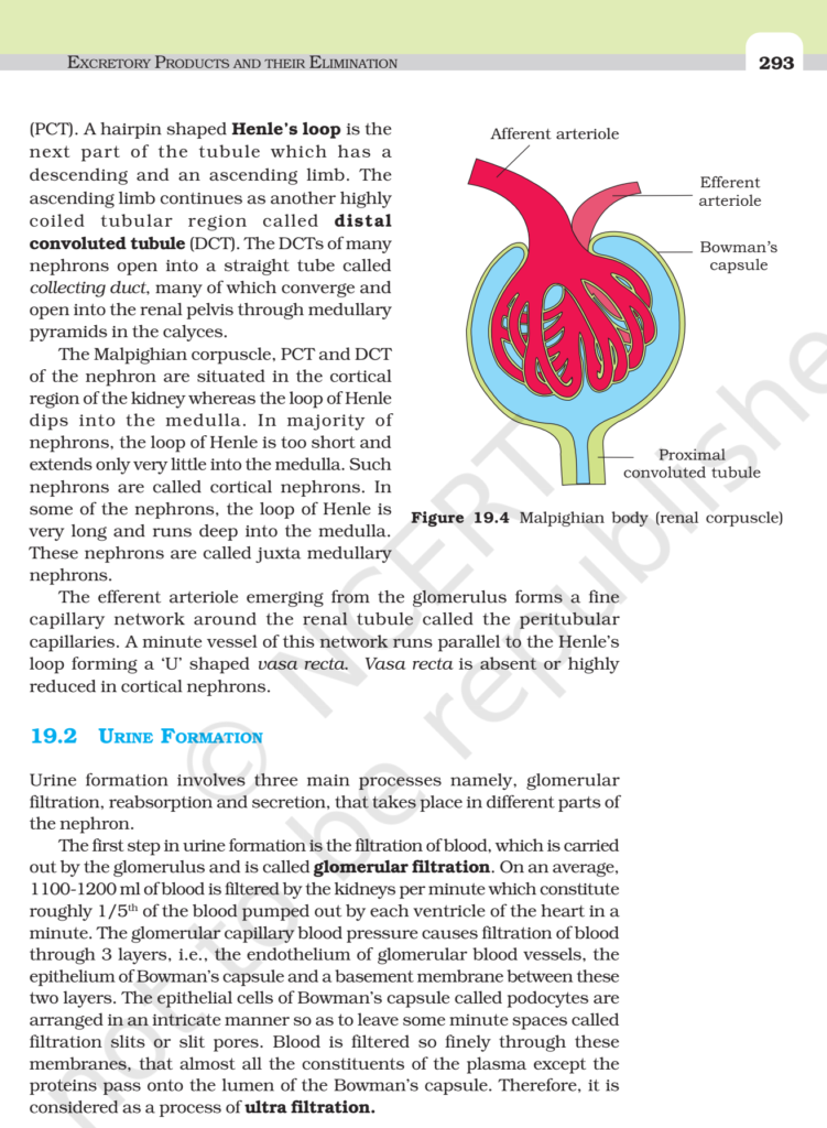 NCERT Book Class 11 (Biology) Chapter 19 Excretory Products And Their ...