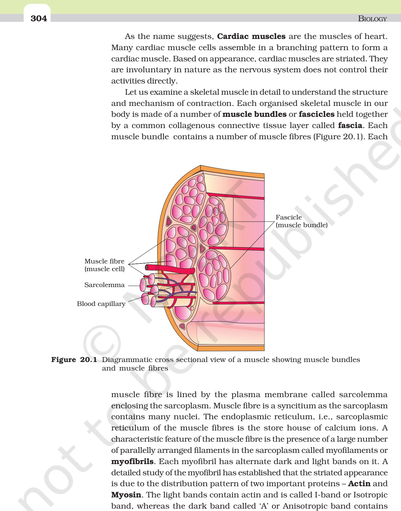 NCERT Book Class 11 (Biology) Chapter 20 Locomotion And Movement