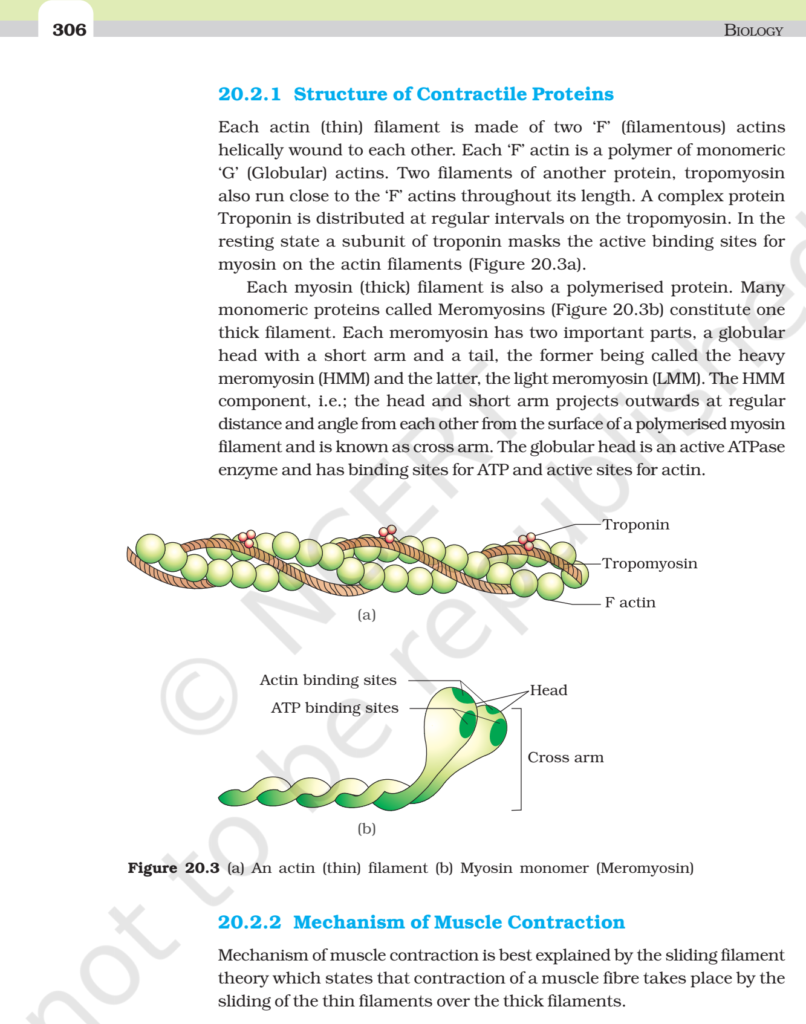 NCERT Book Class 11 (Biology) Chapter 20 Locomotion And Movement