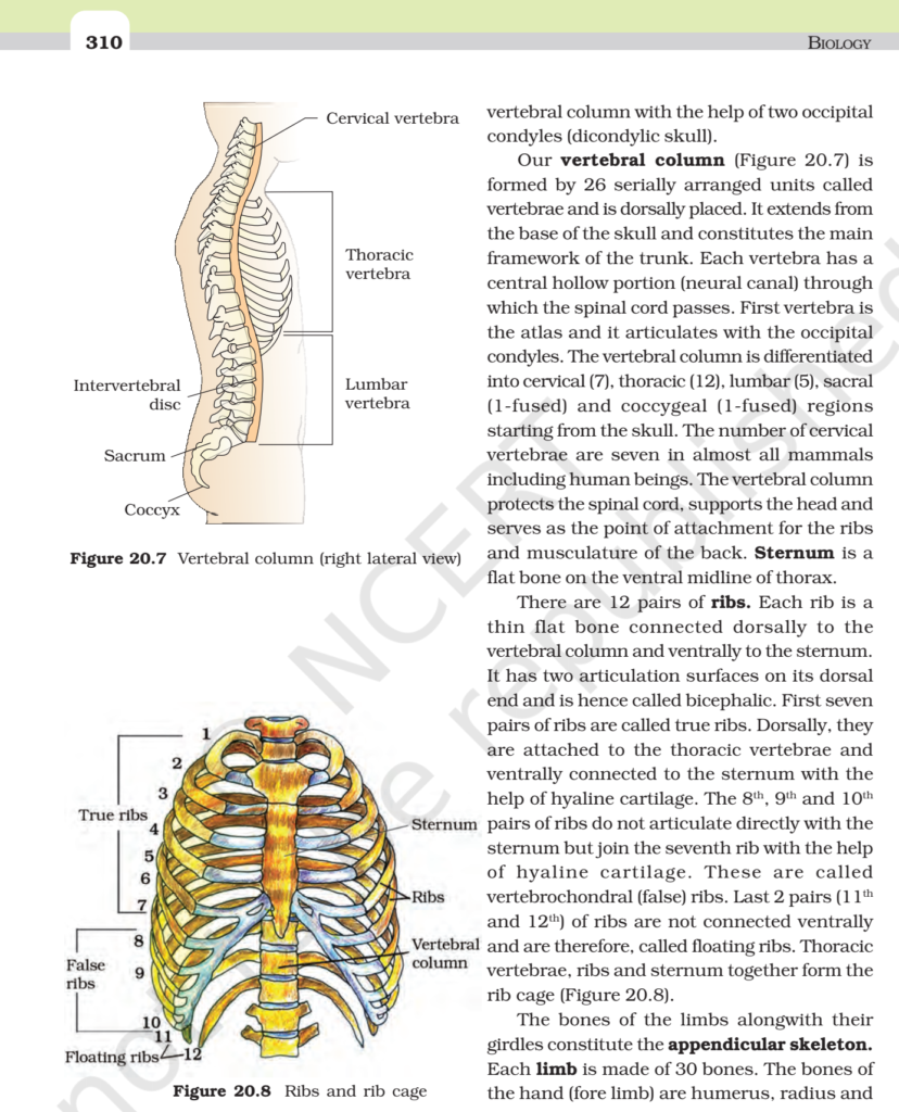 NCERT Book Class 11 (Biology) Chapter 20 Locomotion And Movement