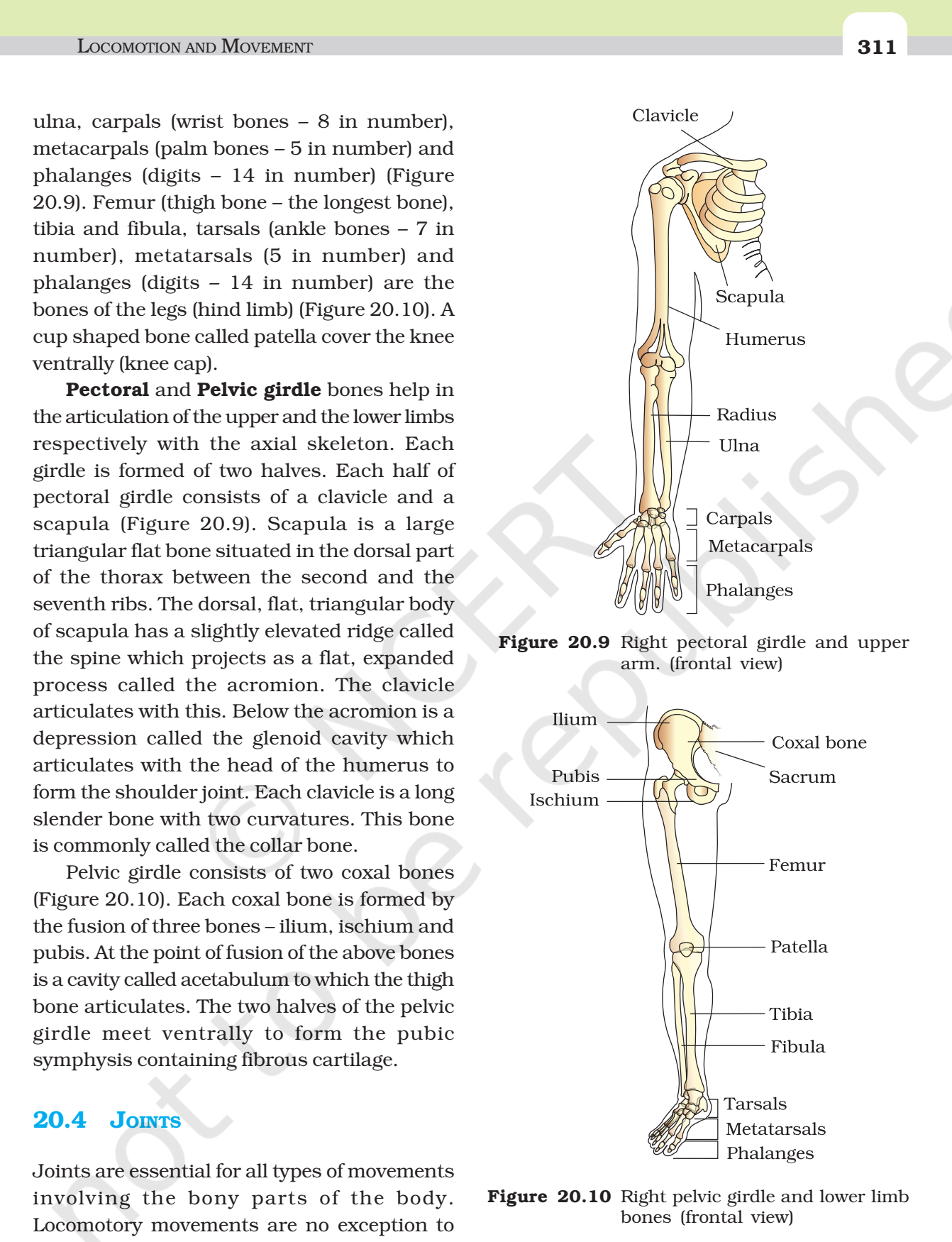 NCERT Book Class 11 (Biology) Chapter 20 Locomotion And Movement