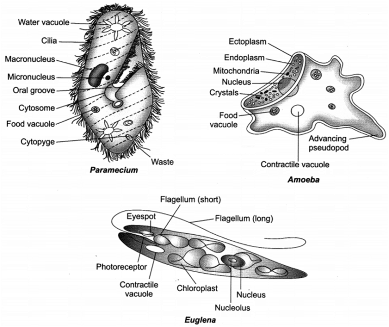 Diversity in Living Organisms For Class 9 Science Extra Questions and ...