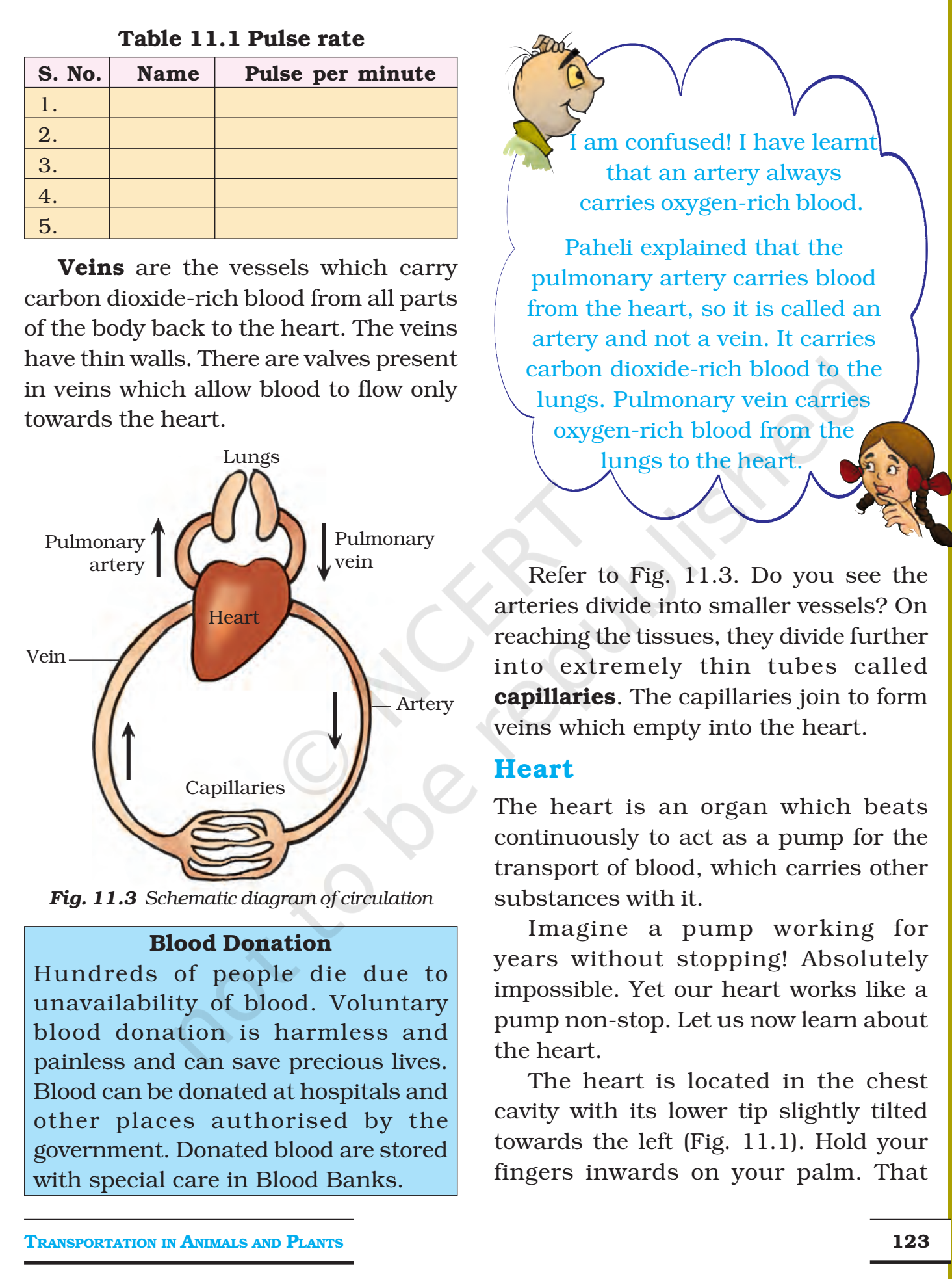NCERT Books For Class 7 Science Transportation in Animals and Plants