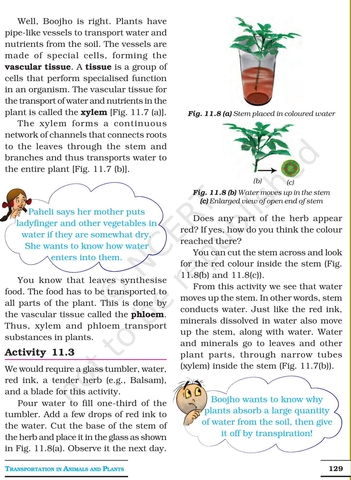 NCERT Books For Class 7 Science Transportation in Animals and Plants