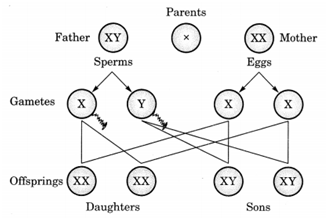 Heredity and Evolution For Class 10 Biology Important Questions