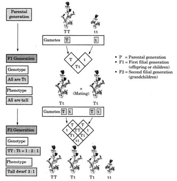 Heredity and Evolution For Class 10 Biology Important Questions