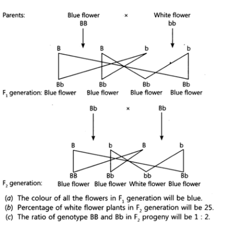 Class 10 Biology Important Questions Heredity and Evolution