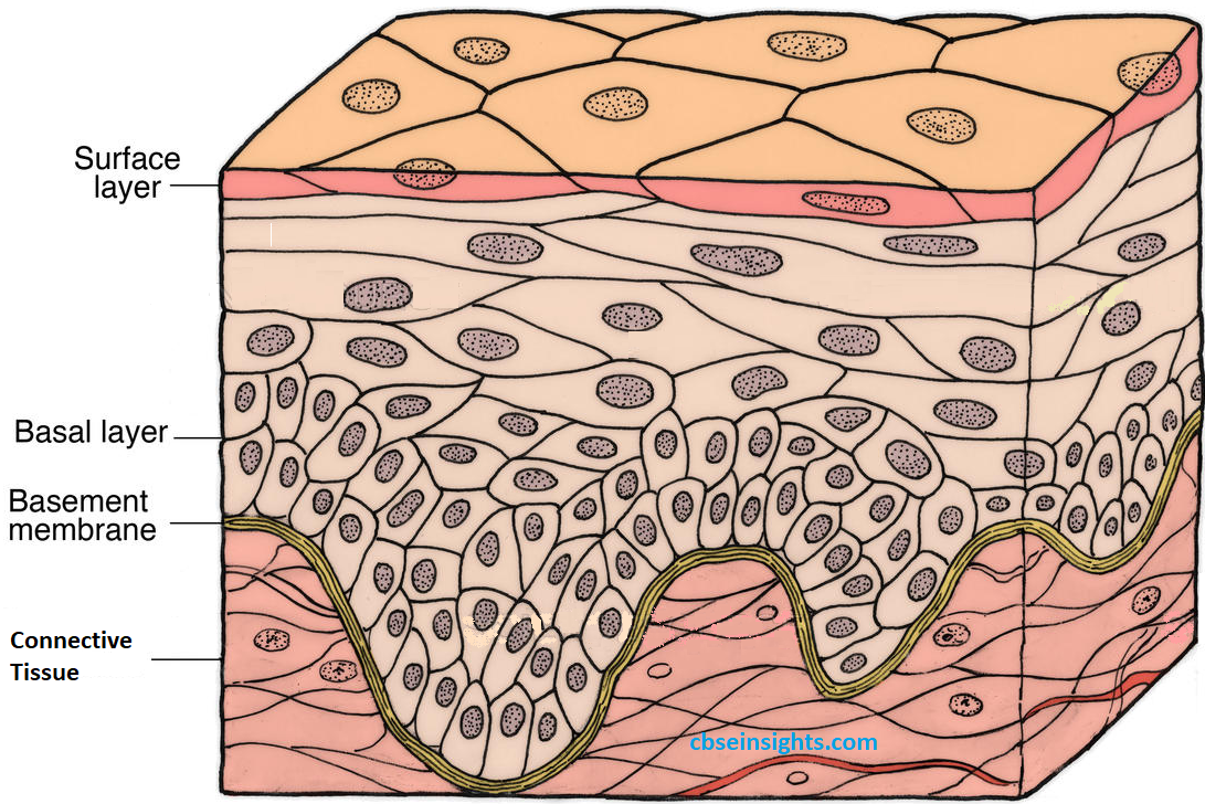 Science Summary For Class 9 Tissues