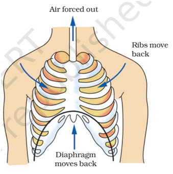 Respiration in Organisms For Class 7 Science Revision Notes