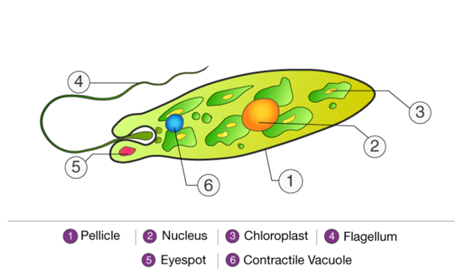 Life Process For Class 10 Science Summary notes