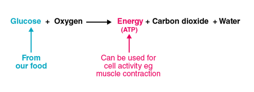 Life Process For Class 10 Science Summary notes