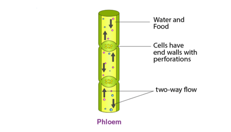 Life Process For Class 10 Science Summary notes