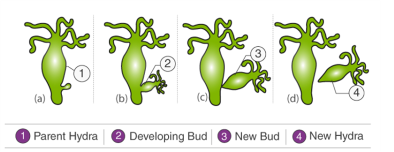 How do Organisms Reproduce? For Class 10 Science Summary notes