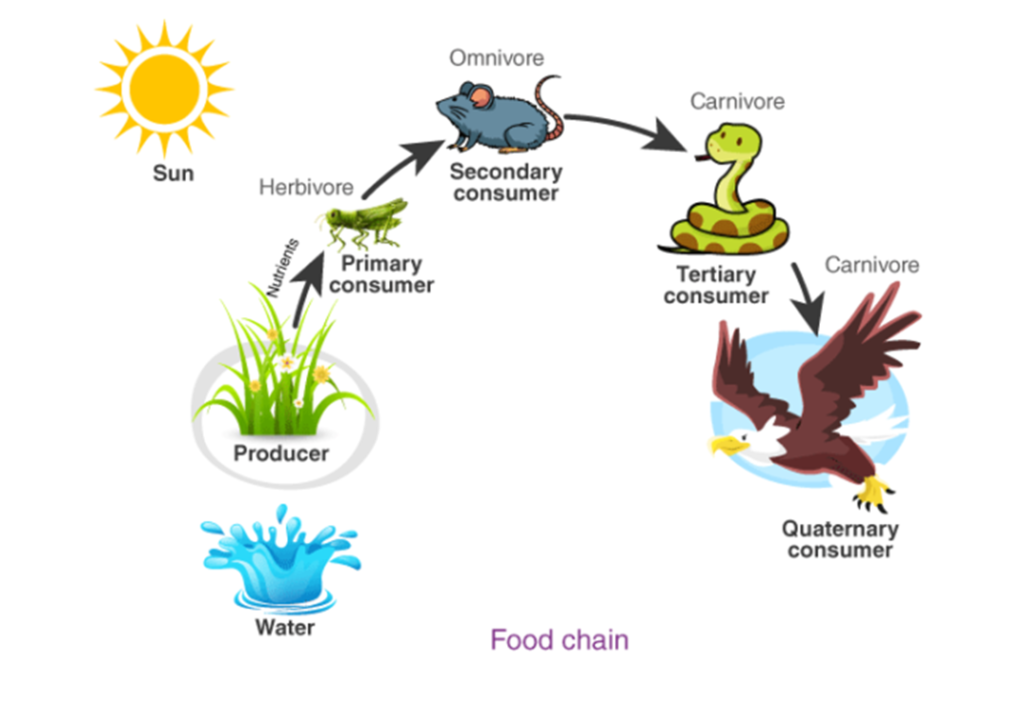 Our Environment For Class 10 Science Summary Notes