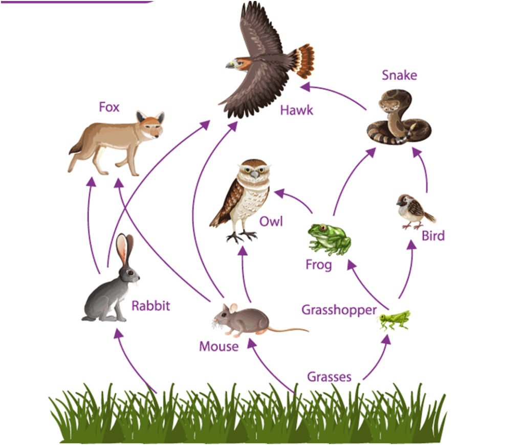 Our Environment For Class 10 Science Summary Notes